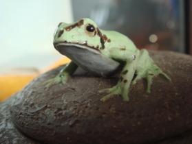 紫砂壶图片：树蛙供春盖子 - 美壶网